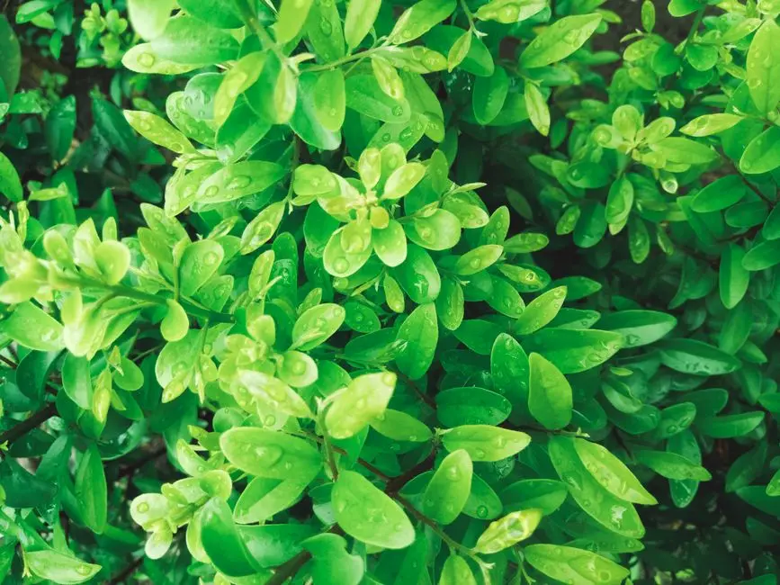 Greens & Outdoors at ACE STUDIO, Sector 126, Noida