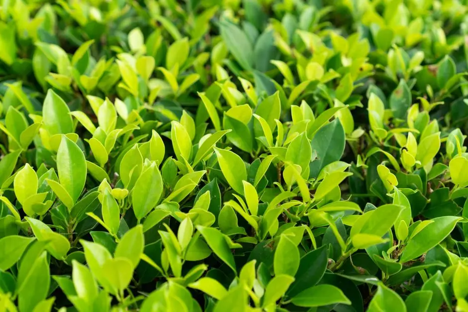 Greens & Outdoors at ACE TECH, Techzone 5, Greater Noida